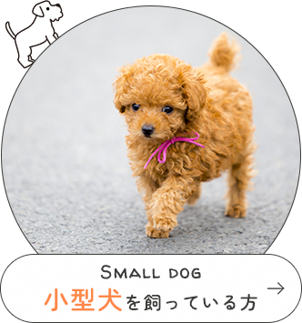 Small dog小型犬を飼っている方