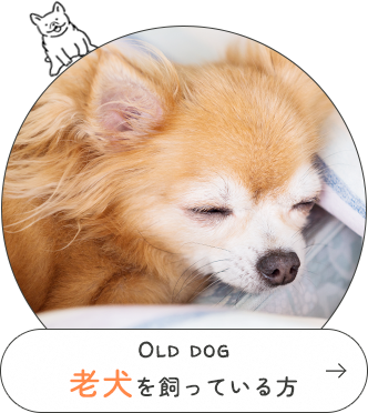 Old dog老犬を飼っている方